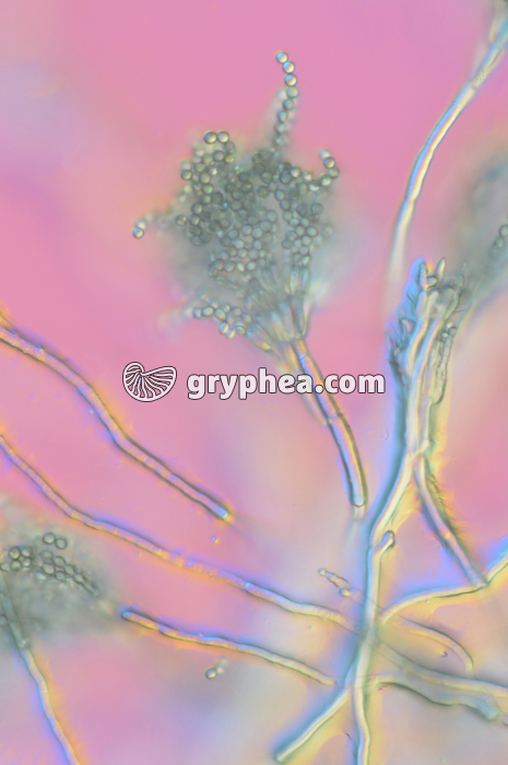 Penicillium  - Conidiophores et conidies x100 - gryphea.org